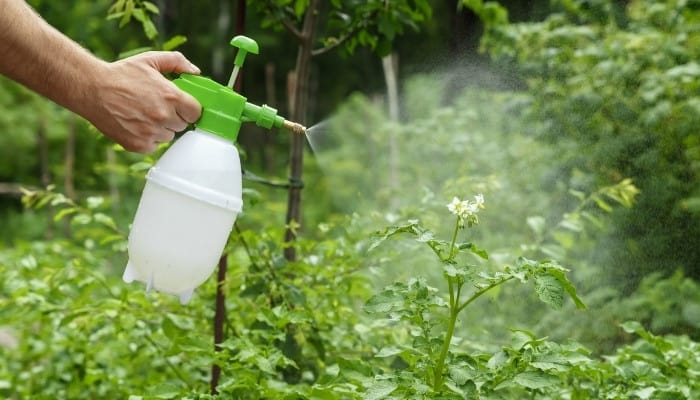 Performance of Potassium Acetate as a Leaf Fertilizer